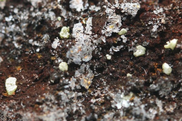Embolite - Image 6