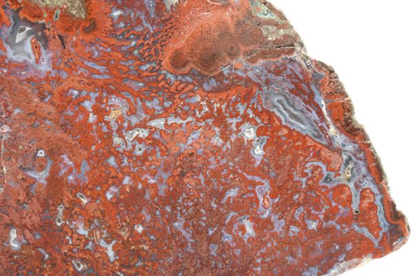 Jasper - Image 5