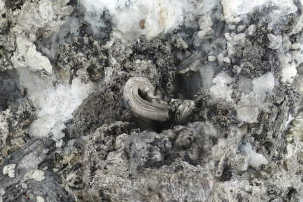 Silver, pyrargyrite, gersdorffite - Image 17