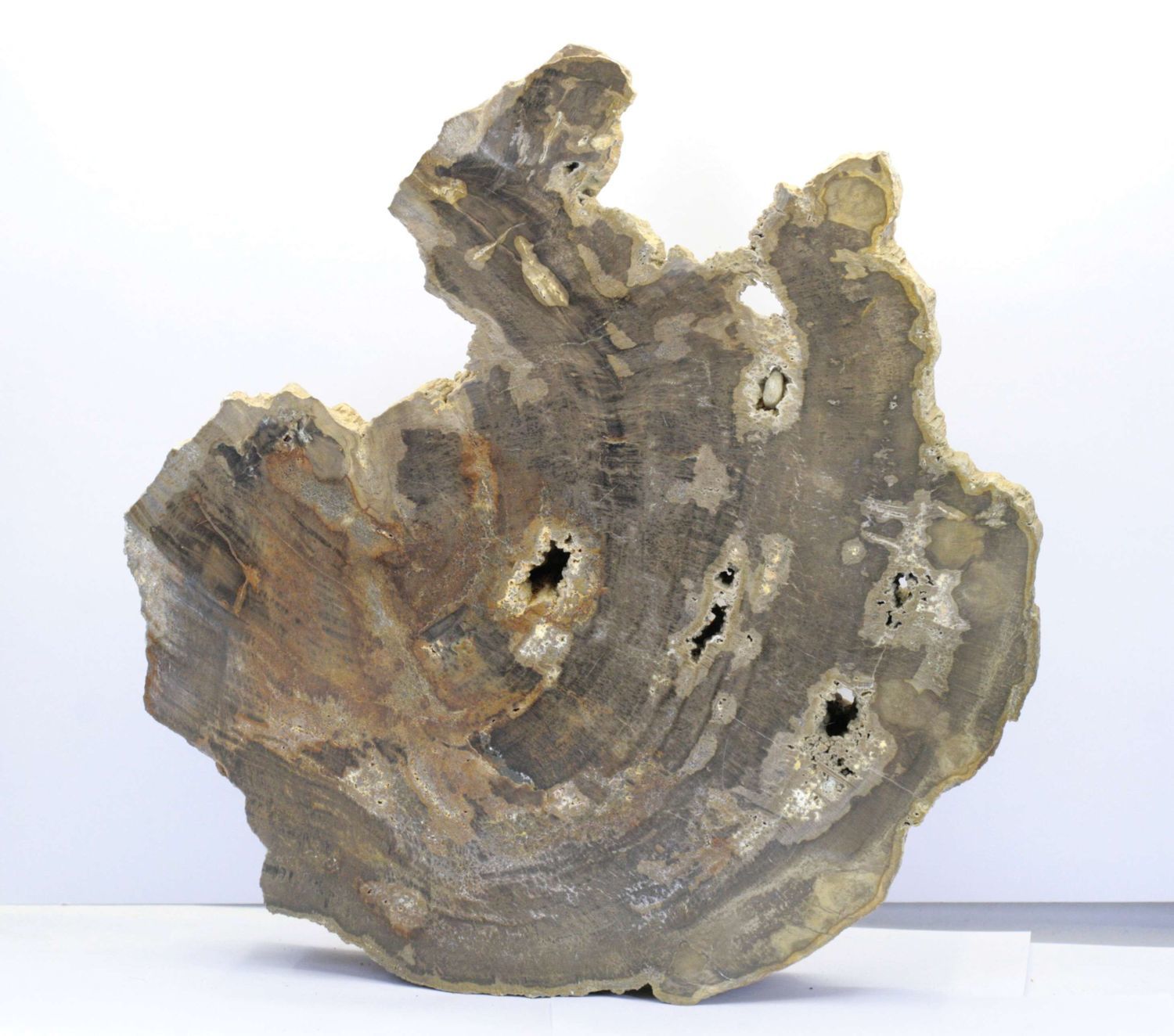 Fossilized aracauria