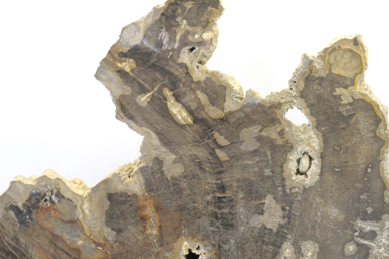 Fossilized aracauria - Image 5