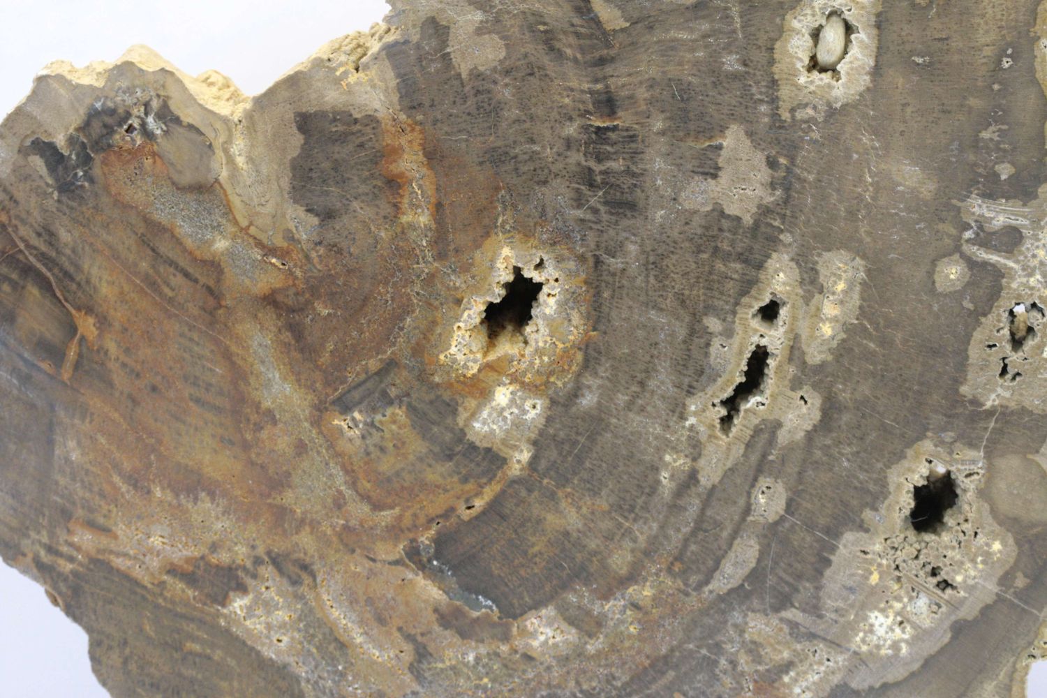 Fossilized aracauria - Image 3