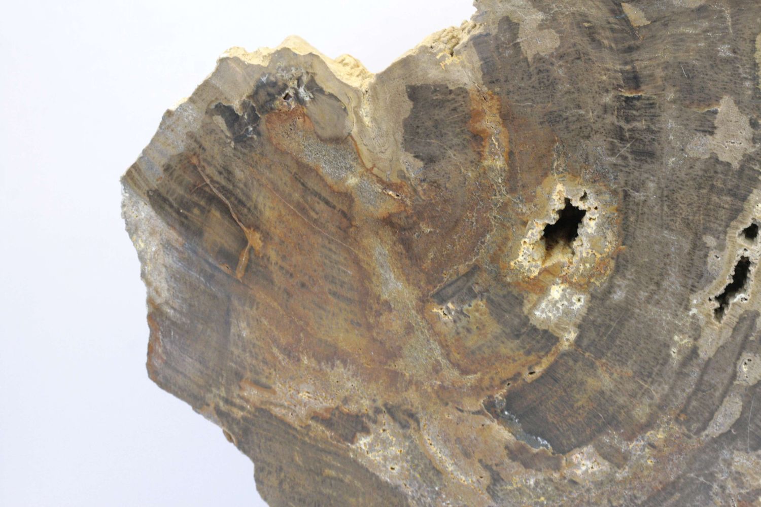 Fossilized aracauria - Image 4