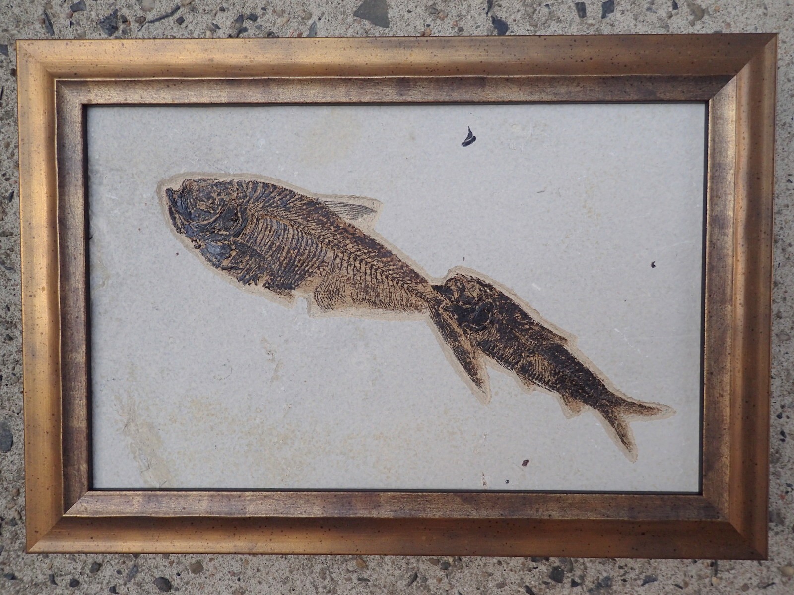 Fossilized fish