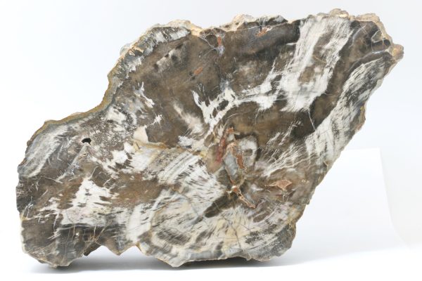 Araucarite