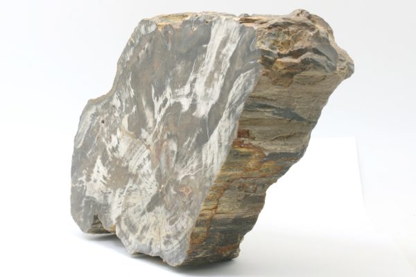 Araucarite - Image 2