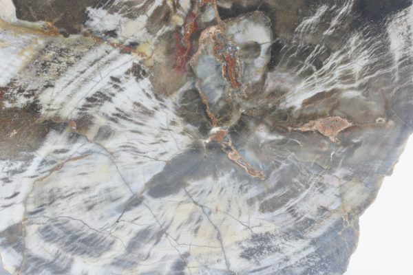 Araucarite - Image 5