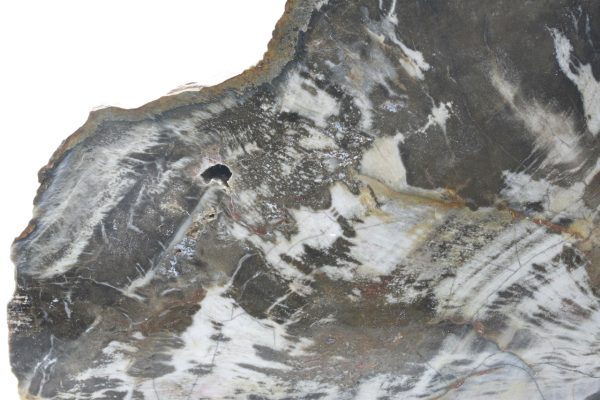 Araucarite - Image 6