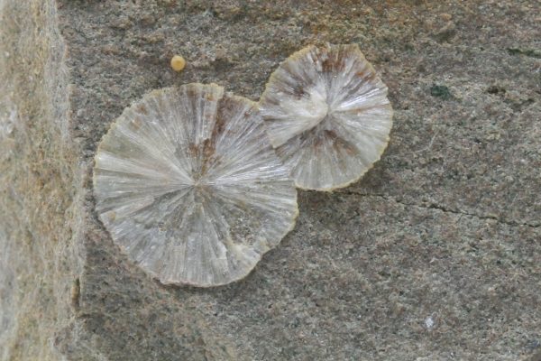 Wavellite - Image 5