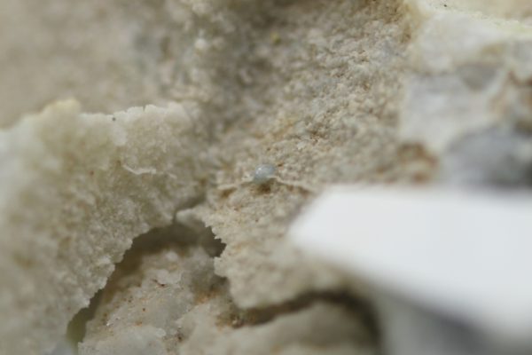 Kolbeckite
