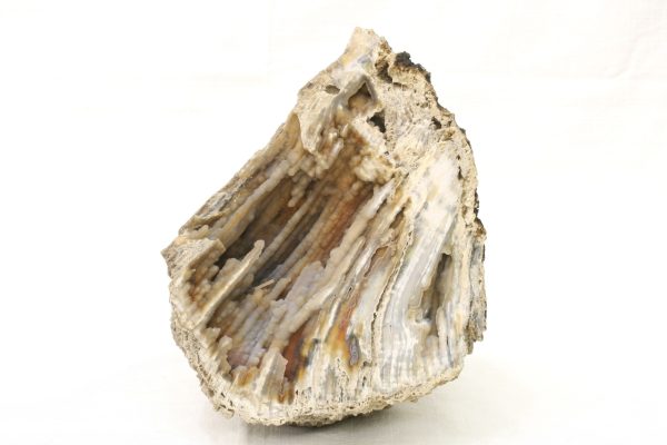 Fossilized coral
