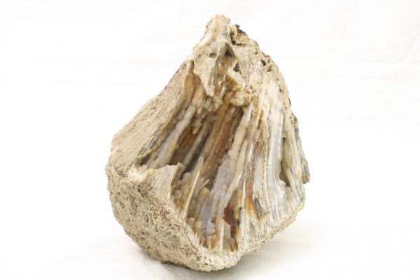 Fossilized coral - Image 2