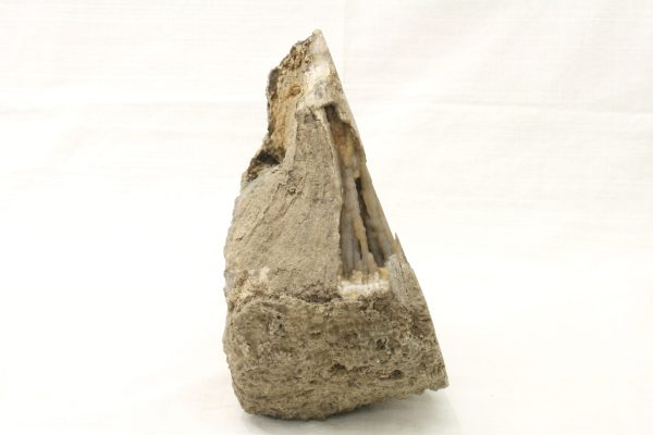 Fossilized coral - Image 3