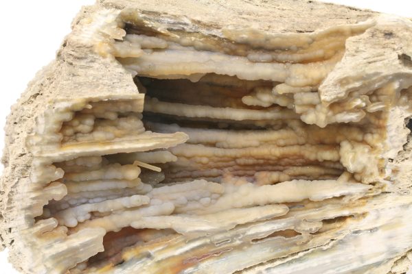Fossilized coral - Image 4