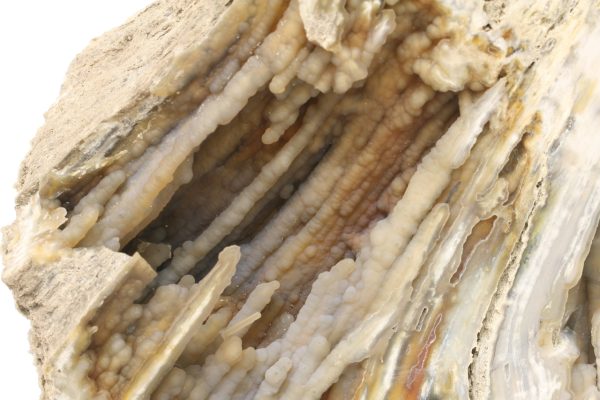 Fossilized coral - Image 5