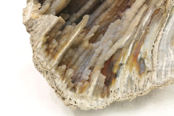 Fossilized coral - Image 6