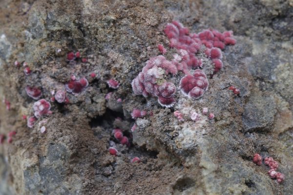 Köttigite - Image 8