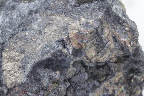 Nickeline - Image 13