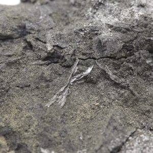 Brandholzite