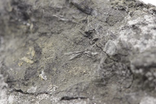 Brandholzite - Image 10