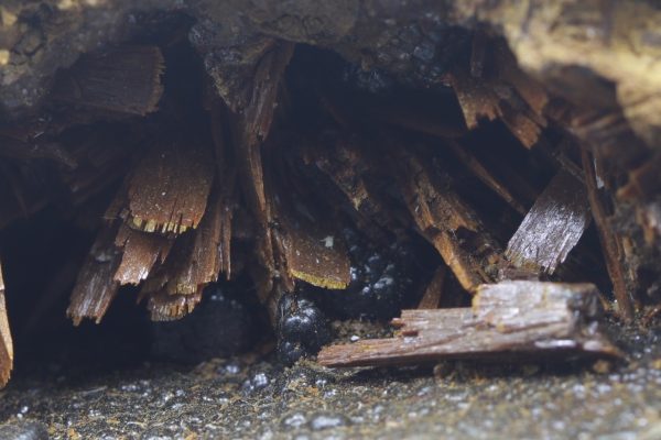 Santabarbaraite - Image 5