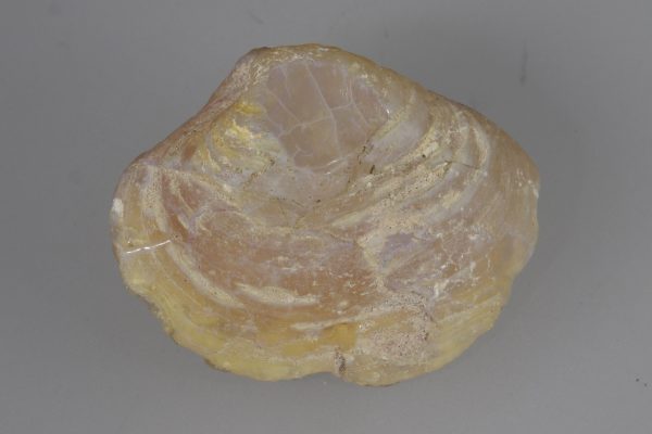 Opalized fossil