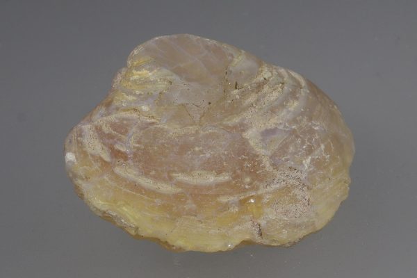 Opalized fossil - Image 3