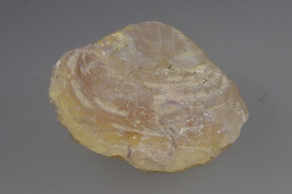 Opalized fossil - Image 4