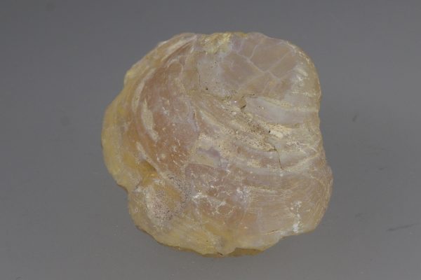 Opalized fossil - Image 5