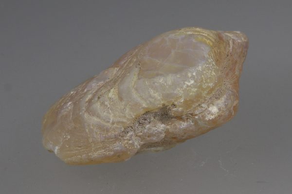 Opalized fossil - Image 6