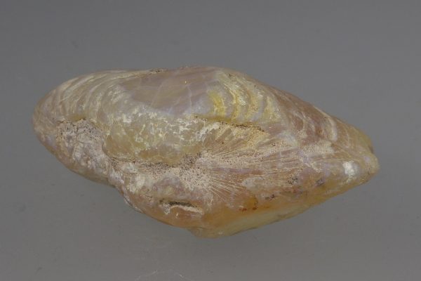 Opalized fossil - Image 7