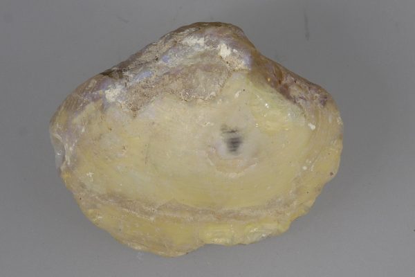 Opalized fossil - Image 8