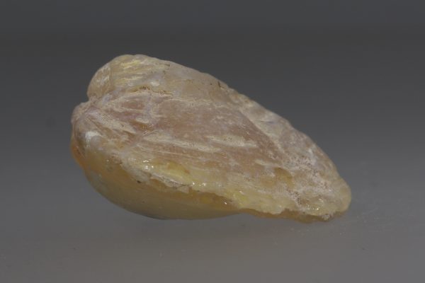 Opalized fossil - Image 9