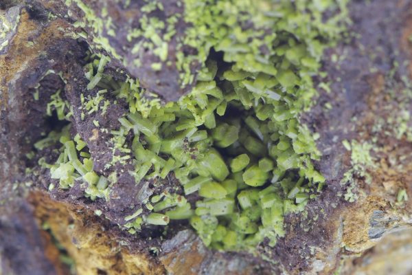 Pyromorphite - Image 9