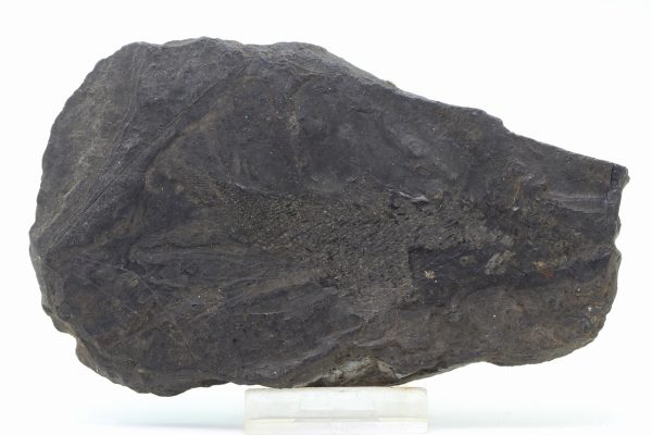 Fossilized fish - Image 2