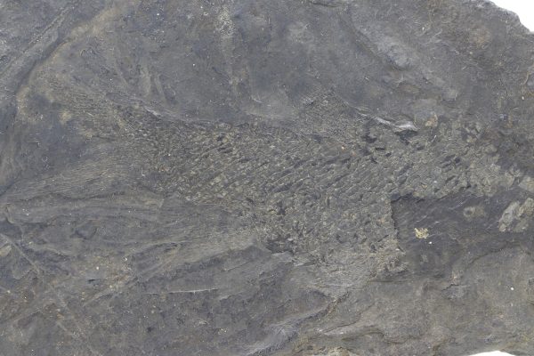 Fossilized fish - Image 3