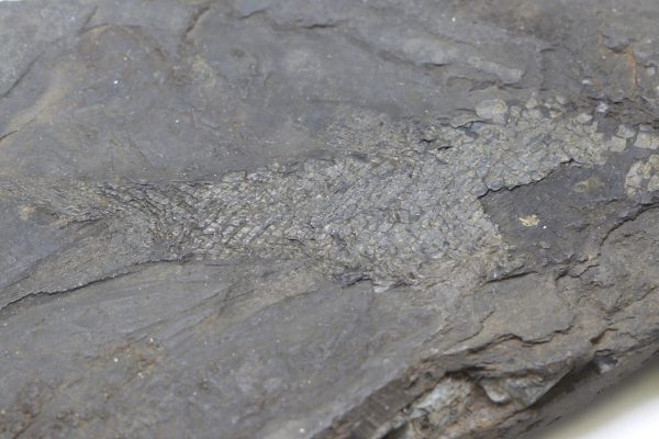 Fossilized fish