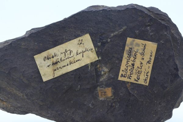 Fossilized fish - Image 5