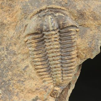 Conocoryphe sulzeri