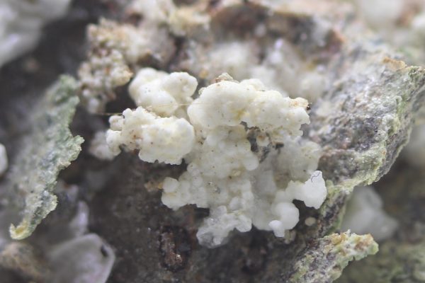 Haidingerite, brassite, pharmacolite - Image 11