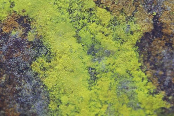 Sodium-zippeite - Image 7