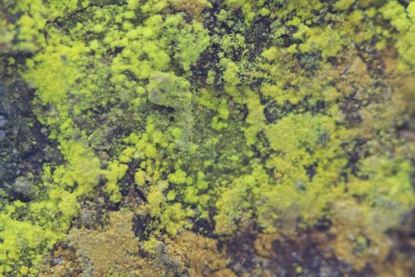 Sodium-zippeite - Image 6
