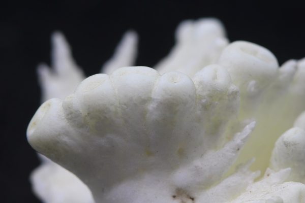 Aragonite - Image 5