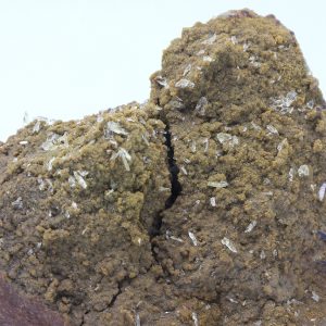 Whewellite, siderite