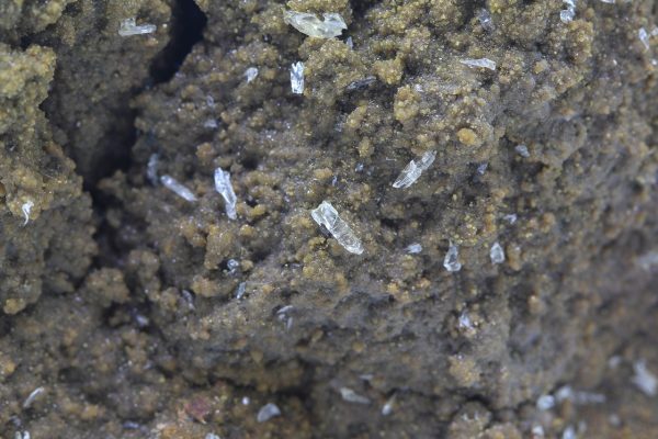 Whewellite, siderite - Image 9