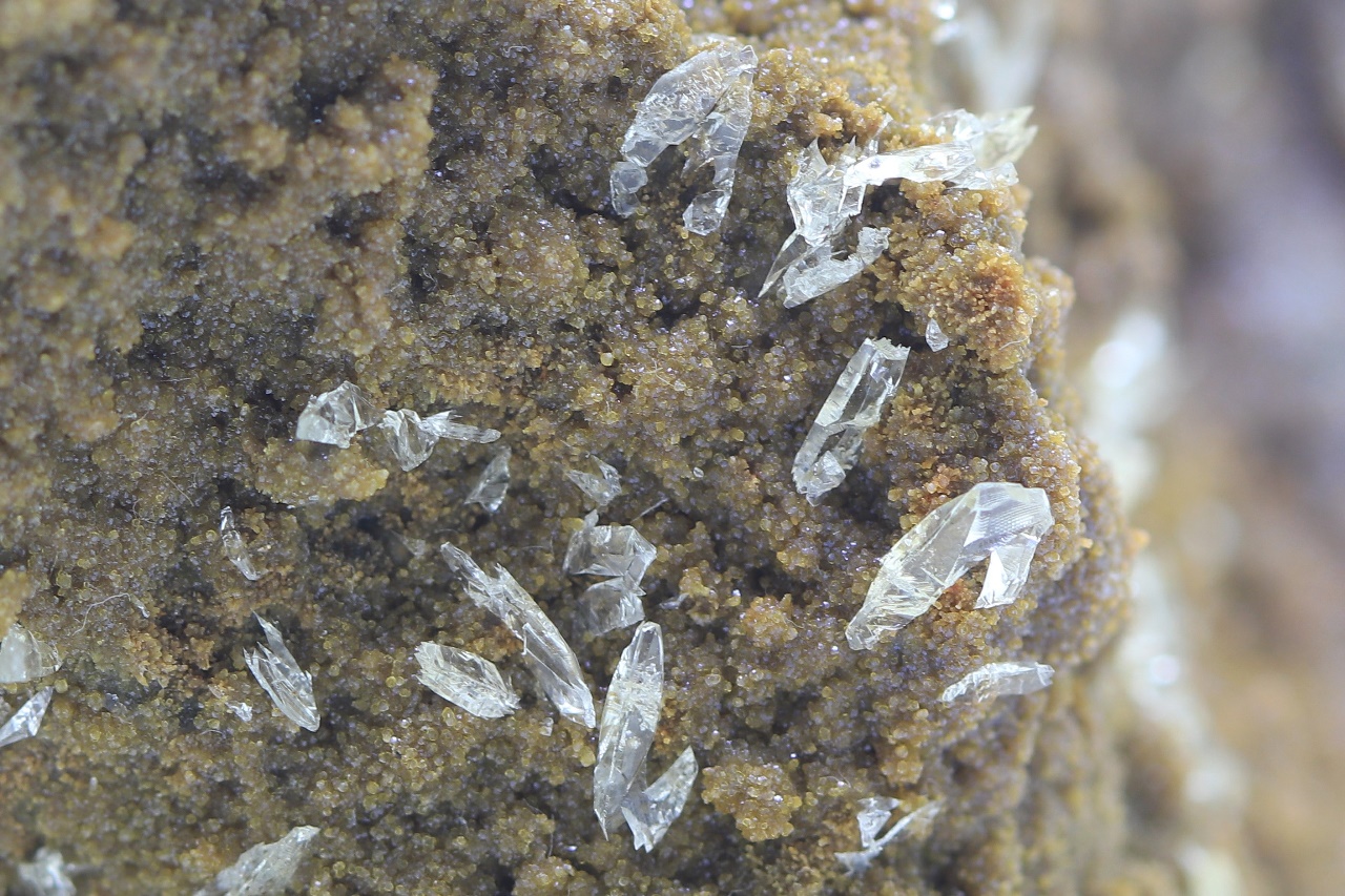 Whewellite, siderite - Image 9