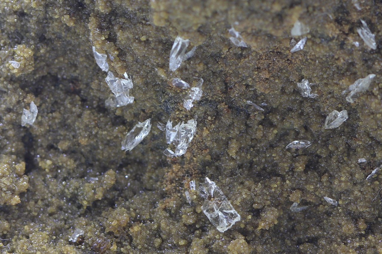 Whewellite, siderite - Image 10