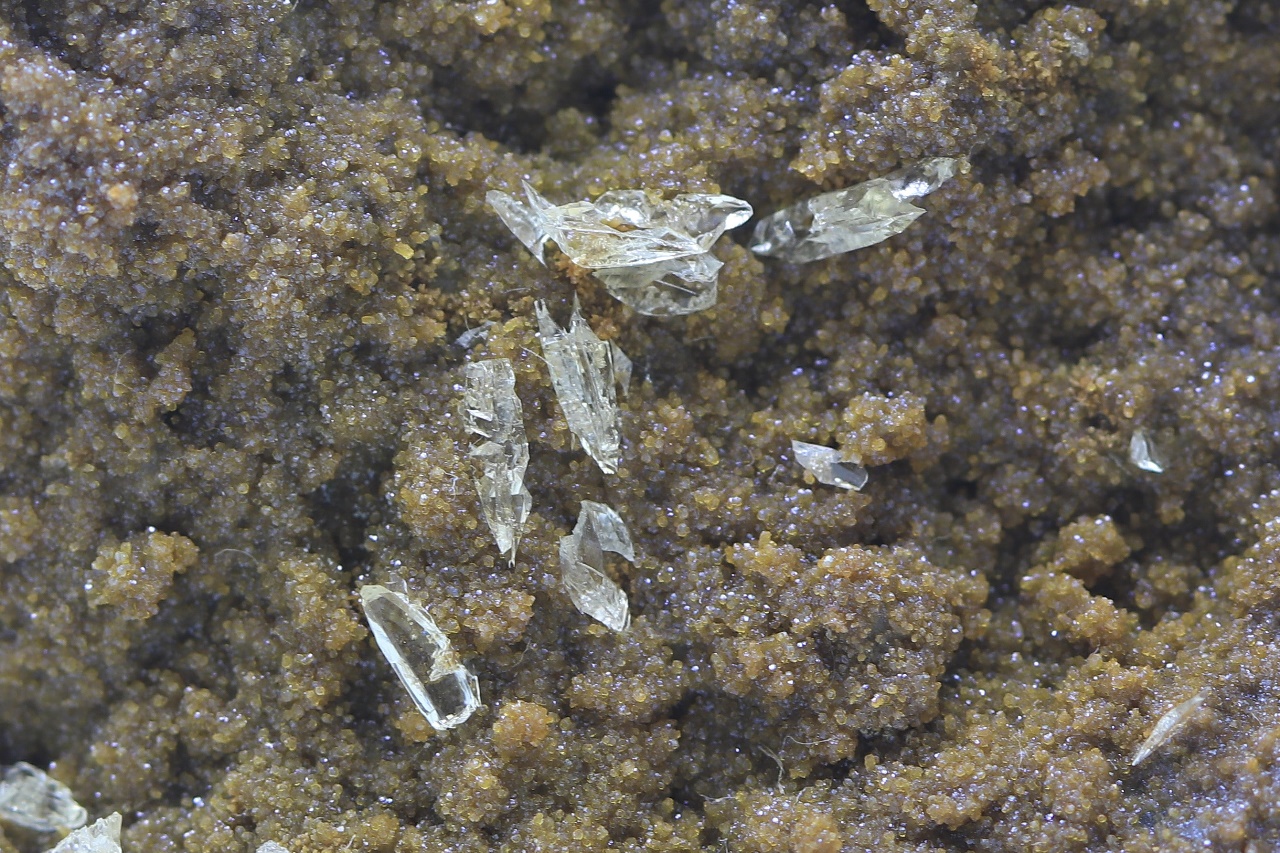 Whewellite, siderite - Image 11