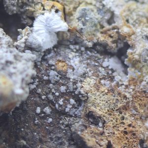Sainfeldite