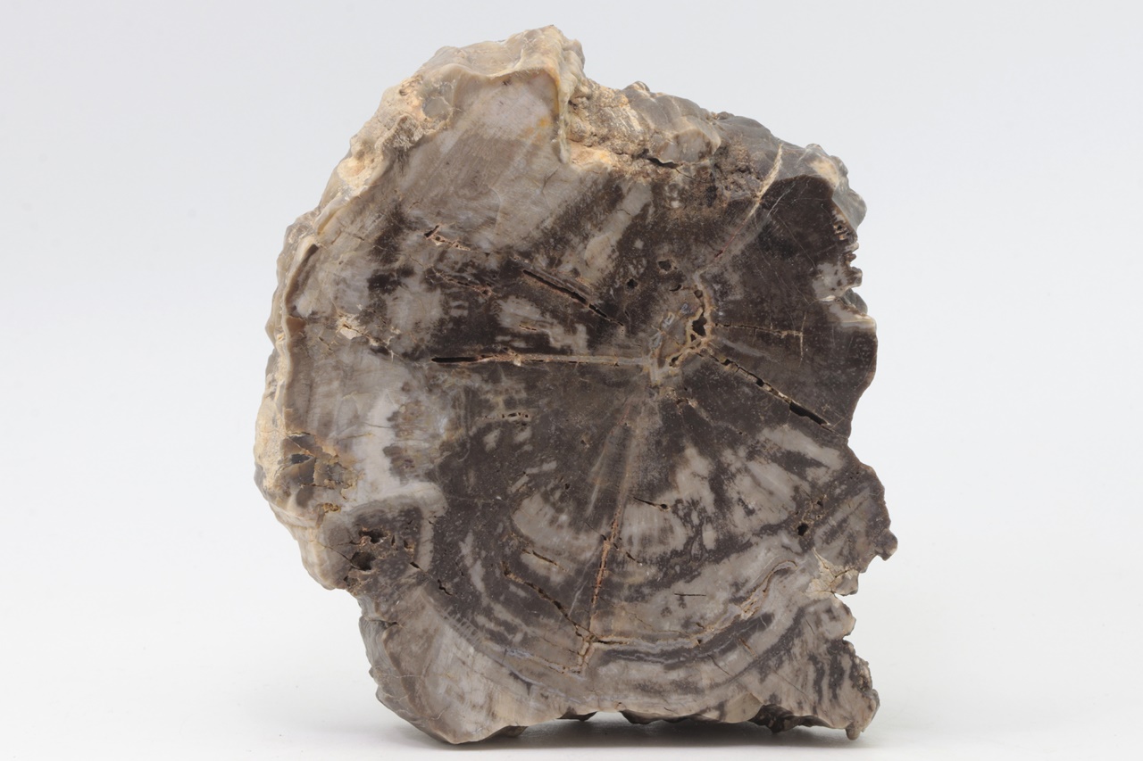 Araucarite